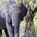 BWA NW Chobe 2016DEC04 NP 092 : 2016, 2016 - African Adventures, Africa, Botswana, Chobe National Park, Date, December, Month, Northwest, Places, Southern, Trips, Year